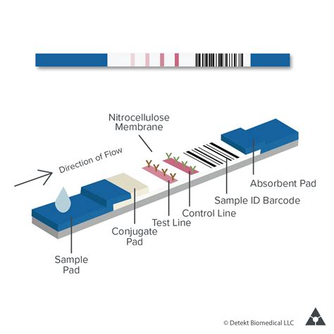 lateral flow test thickness